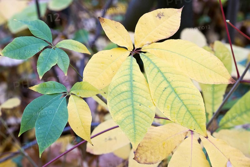 Bottlebrush buckeye