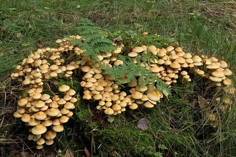 Smooth-stemmed sticky sponge