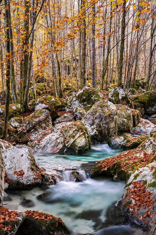 Autumn forest with watercourse of the Lepenjica