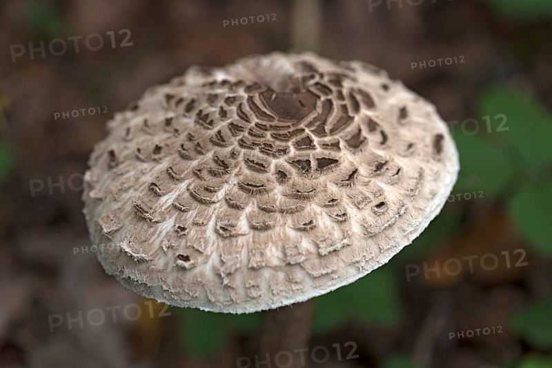 Shaggy parasol