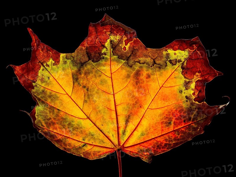 Autumn coloured maple