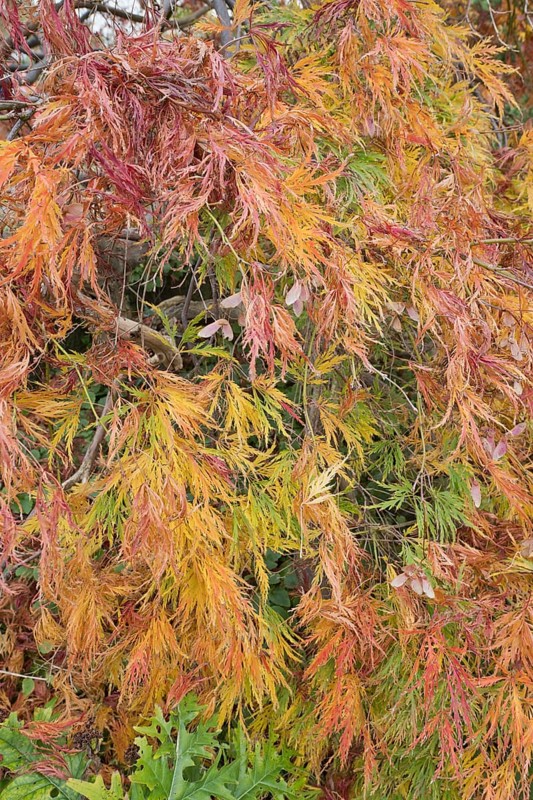 Slit-leaved fan maple
