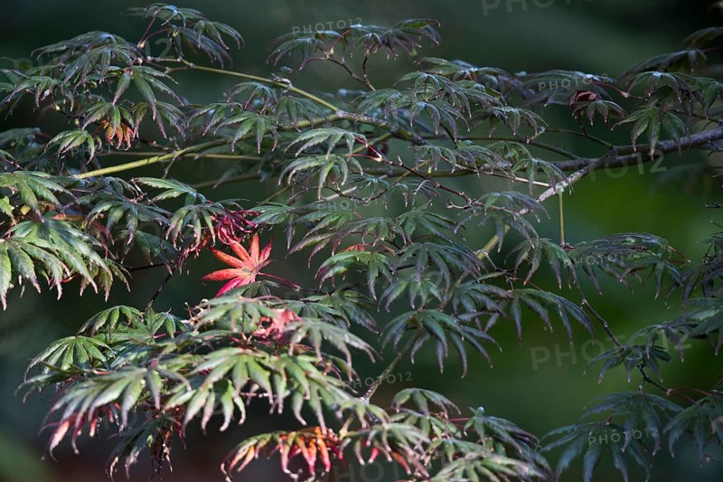 Japanese fan maple