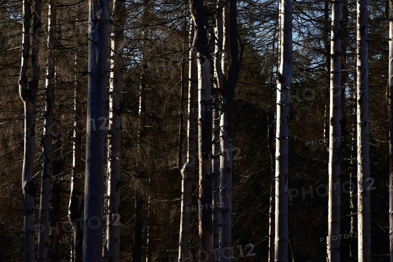 Detailed view of dead larches due to kima change in the Hunsrueck-Hochwald National Park