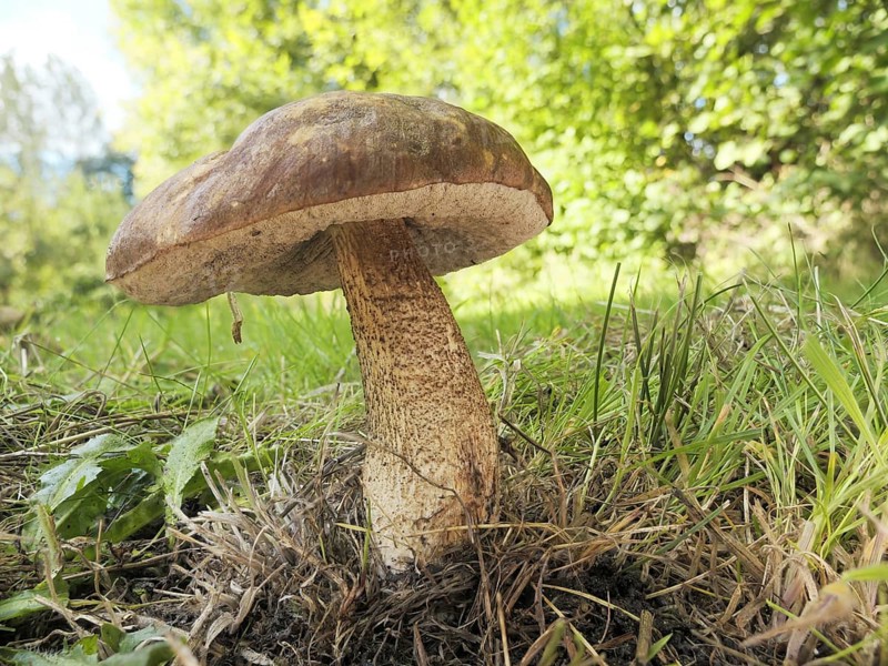 Birch bolete