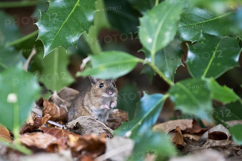 Bank vole