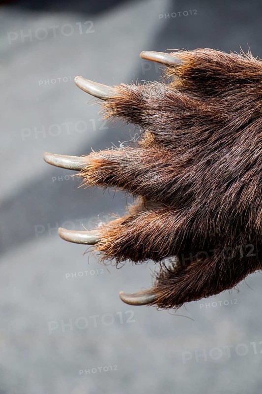 Black Bear Paw With sharp Claws in view