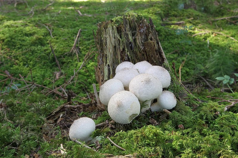 Mushrooms