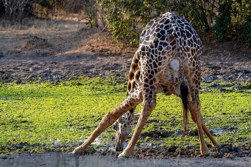 Rhodesian giraffe