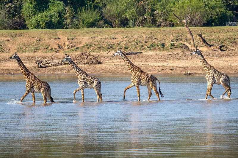 Rhodesian giraffe