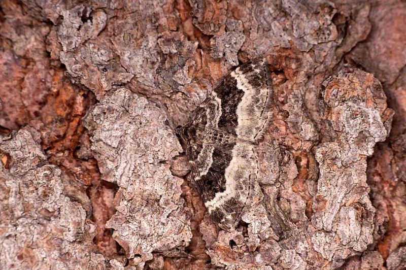 Perfect camouflage of the wood carpet