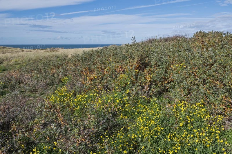 Beach dunes overgrown with sea buckthorn