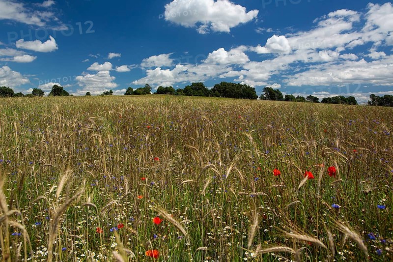 Field of blue and red wild herbs between cereal stalks in front of a group of trees and blue sky with white clouds