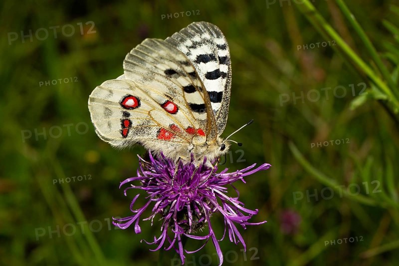 Apollo butterfly with half-open wings sitting on purple flower seen right
