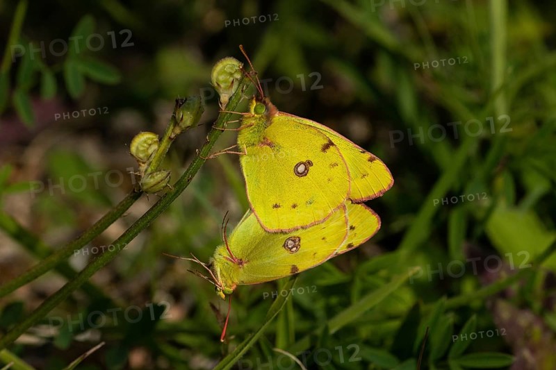 Golden Eight two moths mating hanging on green stalk seen left