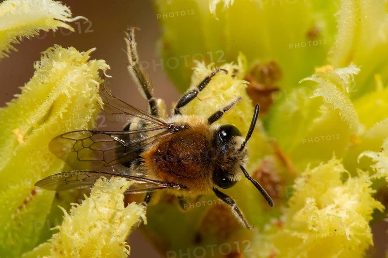 Felt-banded silky bee with closed wings sitting on yellow flower seen right
