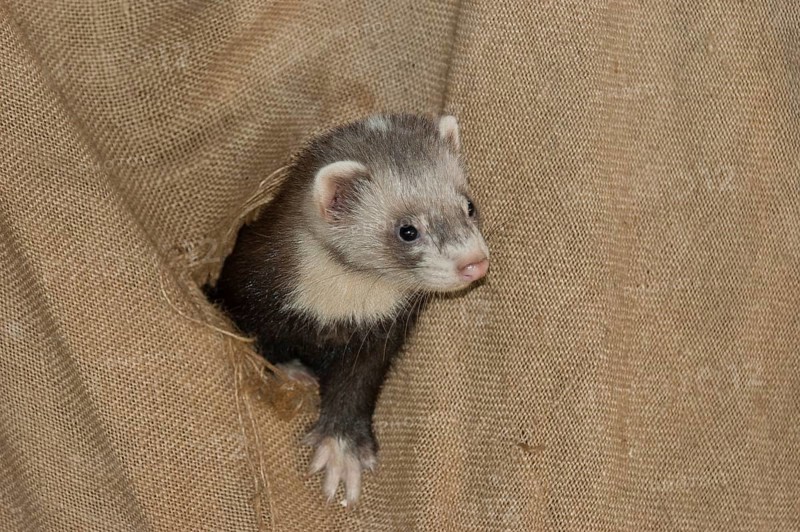 European ferret