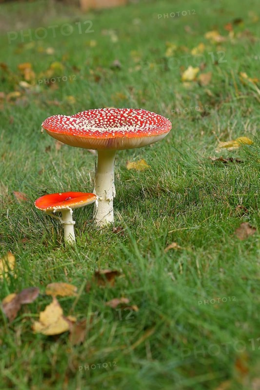 Fly agaric