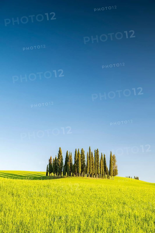 Cipressi di San Quirico dOrcia