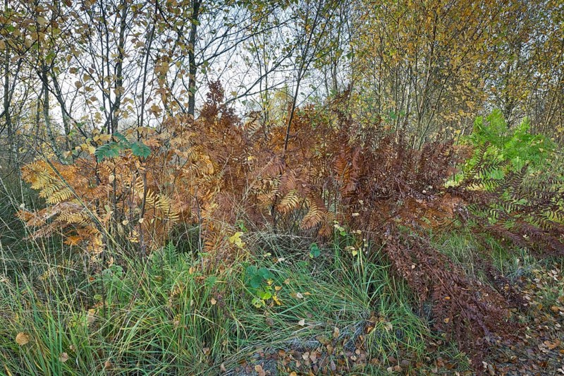 Royal fern