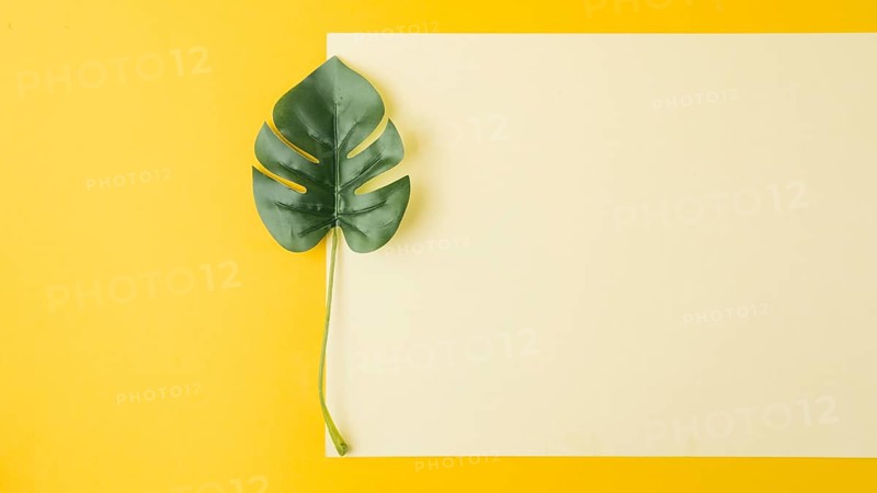 Monstera leaf near blank paper yellow background