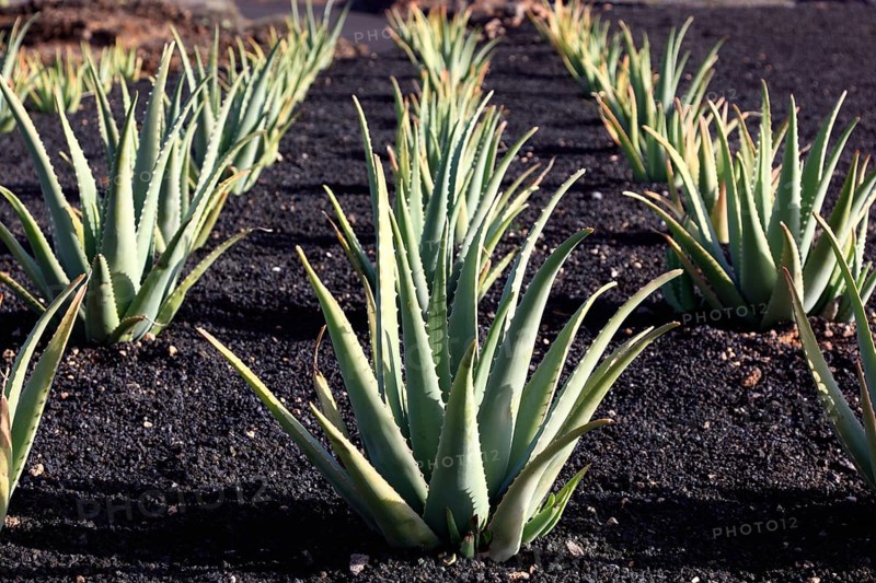 Aloe Vera Plantation at Orzola