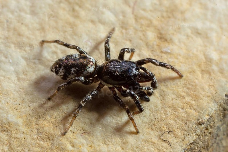 Jumping spider