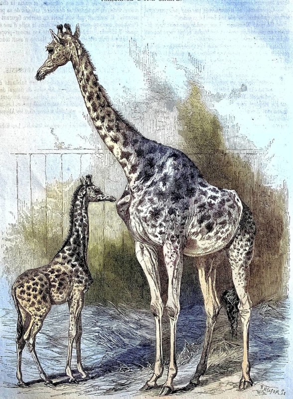 Kordofan Giraffe