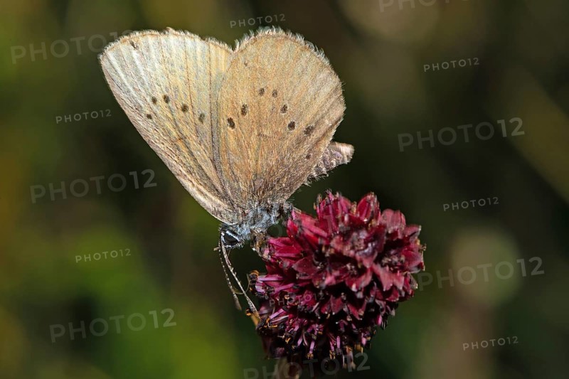 Dark meadow-headed ant-blue butterfly sitting on purple flower seen left