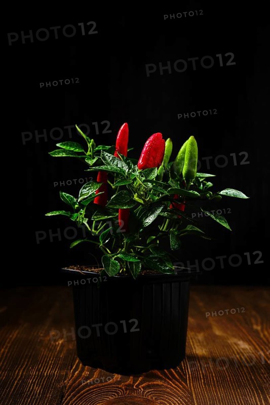 Jalapeno chili pepper on wooden table over black background. Bush of chili pepper for home gardening