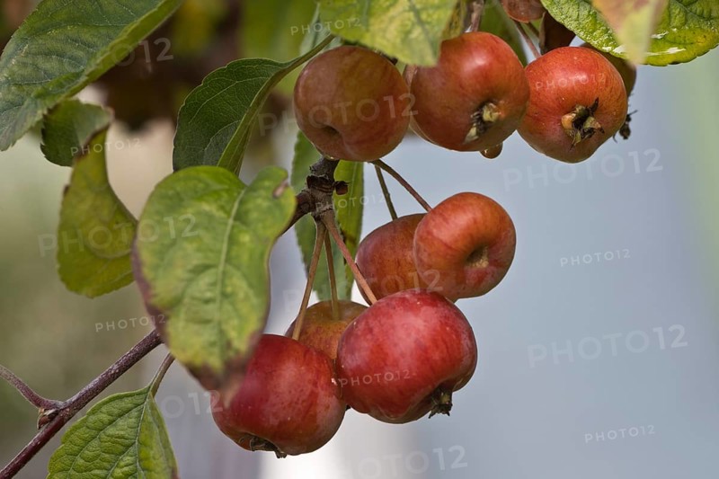 Apple tree