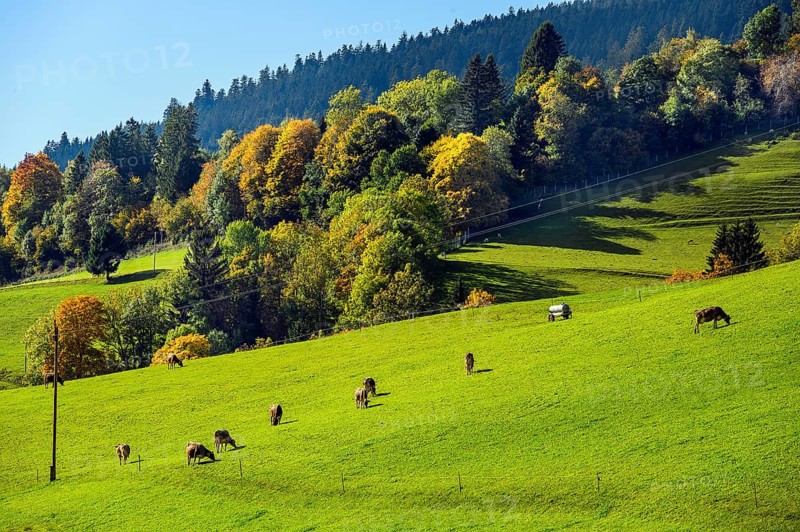 Autumnal forests and meadows and Allgaeu brown cattle near Missen-Willhams