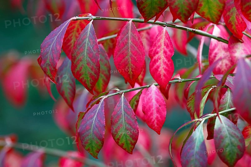 Winged spindle bush ornamental form Compactus