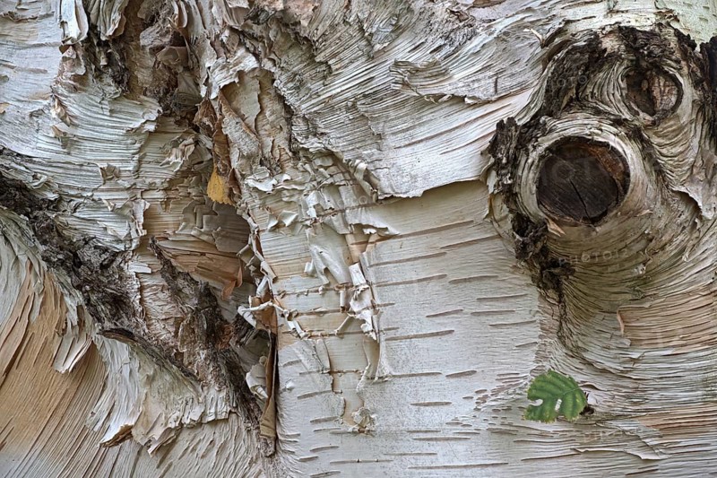 Himalayan birch