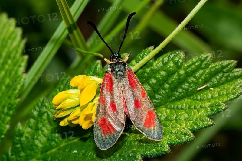 Hatchet butterfly with closed wings sitting on green leaf and yellow flower from behind