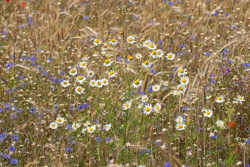 Field of blue and white-yellow wild herbs between cereal stalks