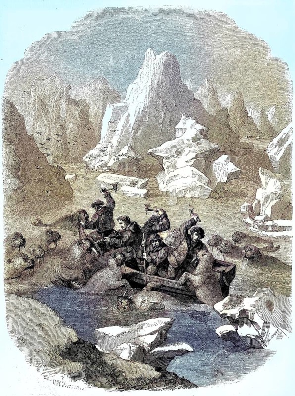 Boat being attacked by walruses