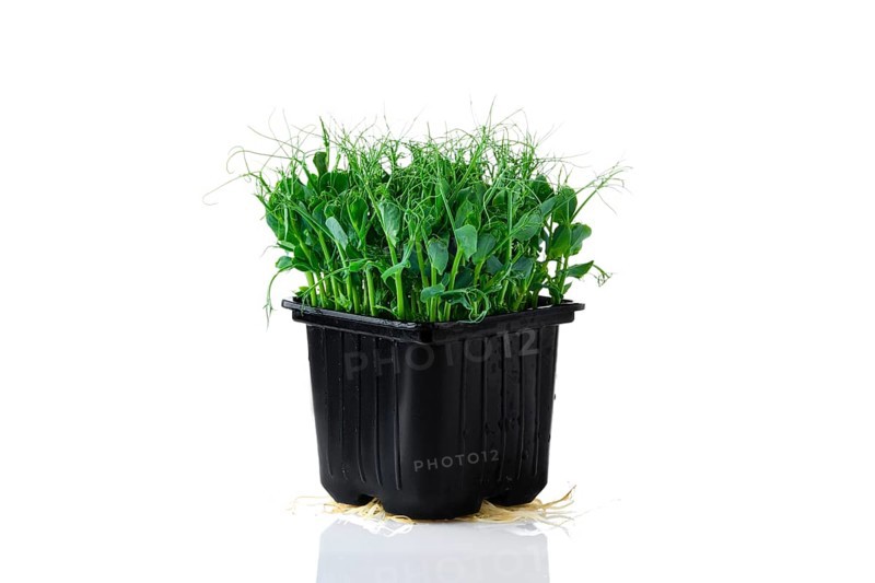 Fresh microgreens. Sprouts of peas isolated on white background