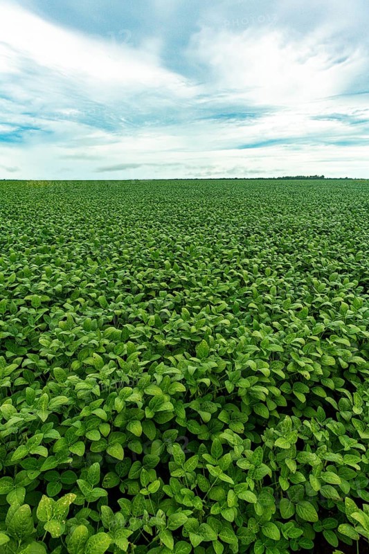 Giant soy fields