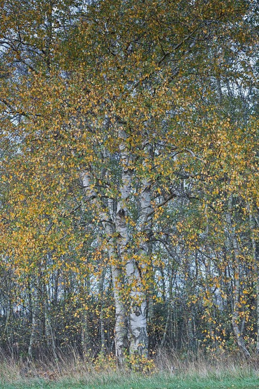 Warty birch