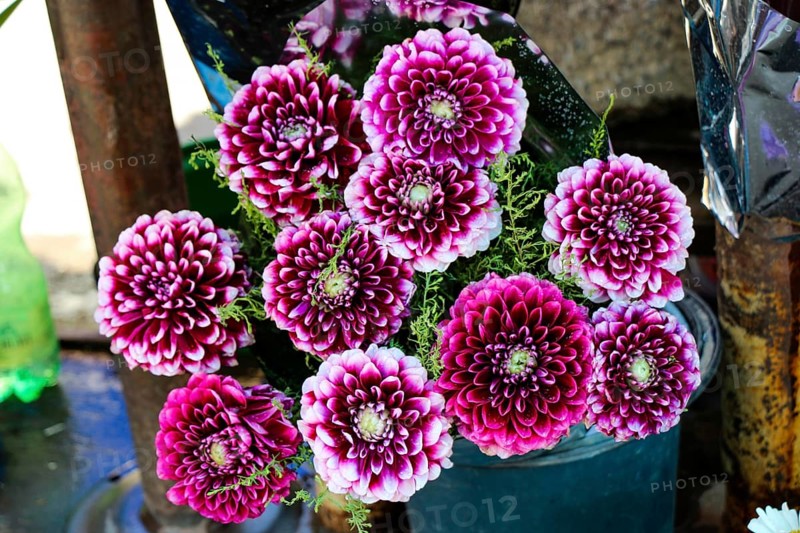 Beautiful bouquet of Dahlia flowers on street flower vendor