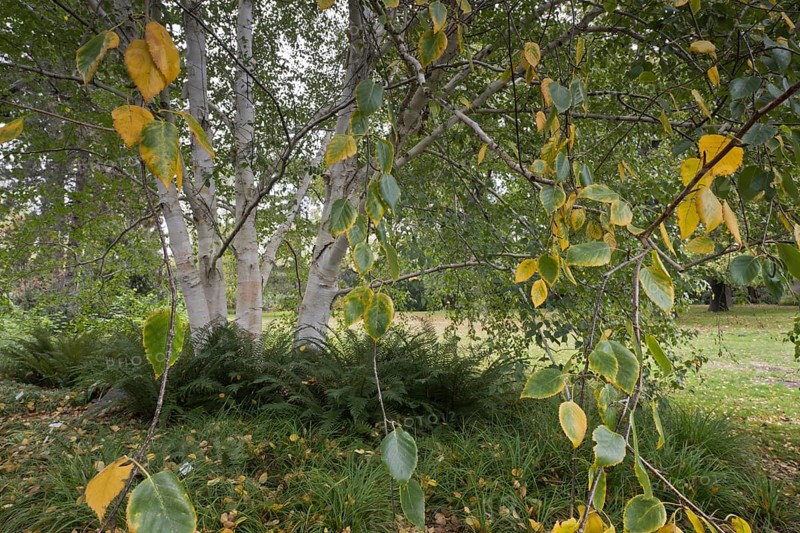 Himalayan birch