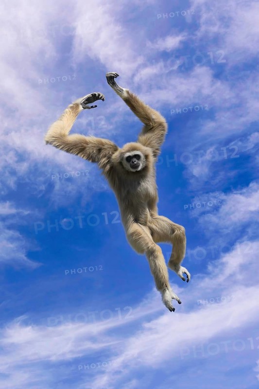 Jumping lar gibbon or white-handed gibbon