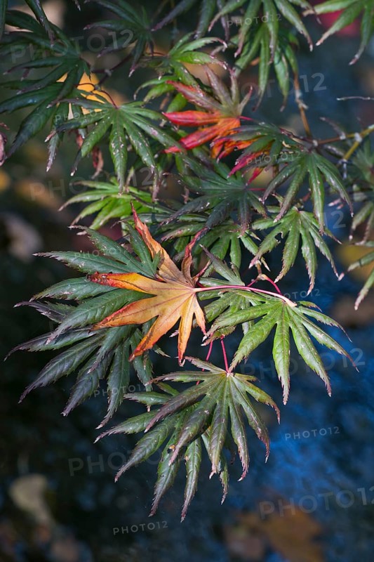Japanese fan maple