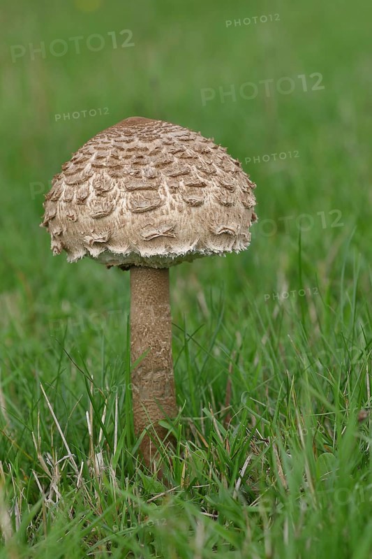Giant umbrella mushroom or parasol mushroom