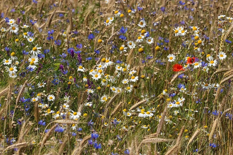 Field of blue