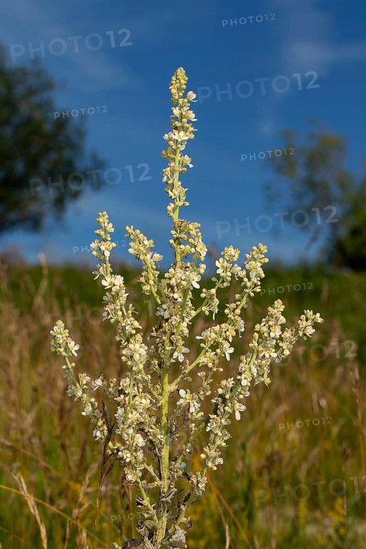 White-flowered mullein Inflorescence with several open white flowers against a blue sky
