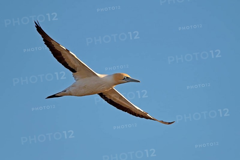 Cape Gannet