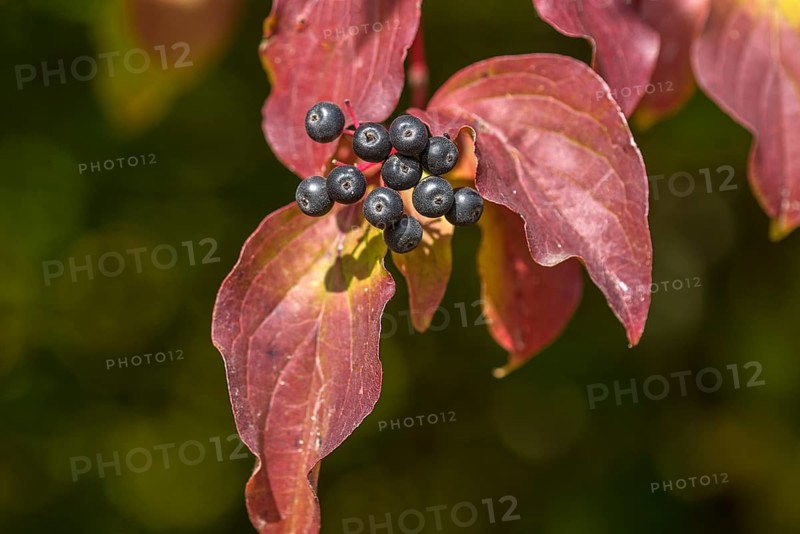 Fruits of the autumn red common dogwood