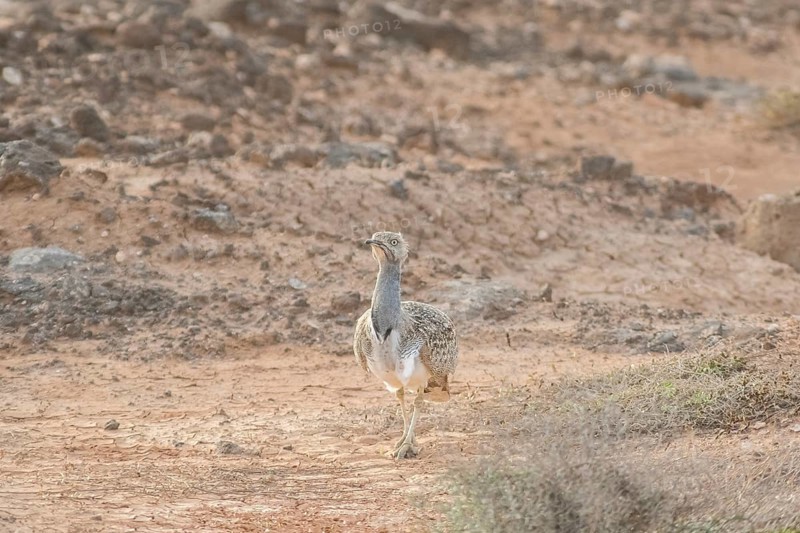 Rare cantilever bustard